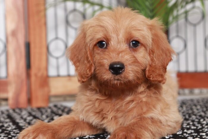 Rosie - Cute Tan Female Mini F1B Goldendoodle Puppy - Image 2
