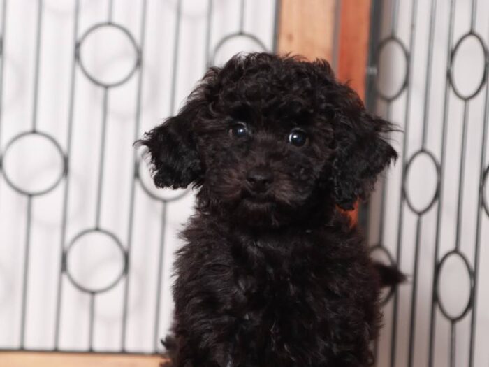 Rosie - Lovely Black Female Poodle - Image 4