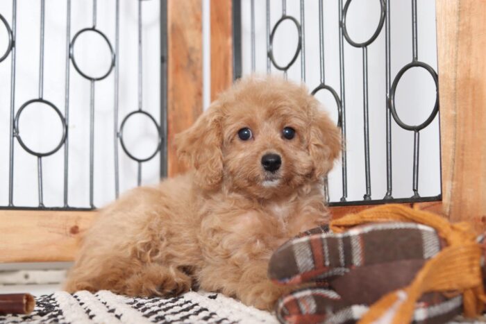 Rosie  - Beautiful Female Poochon Puppy - Image 3