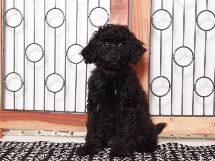Rosie - Lovely Black Female Poodle - Image 3