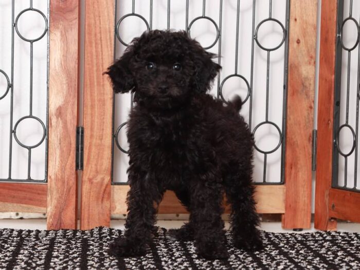 Rosie - Lovely Black Female Poodle - Image 2