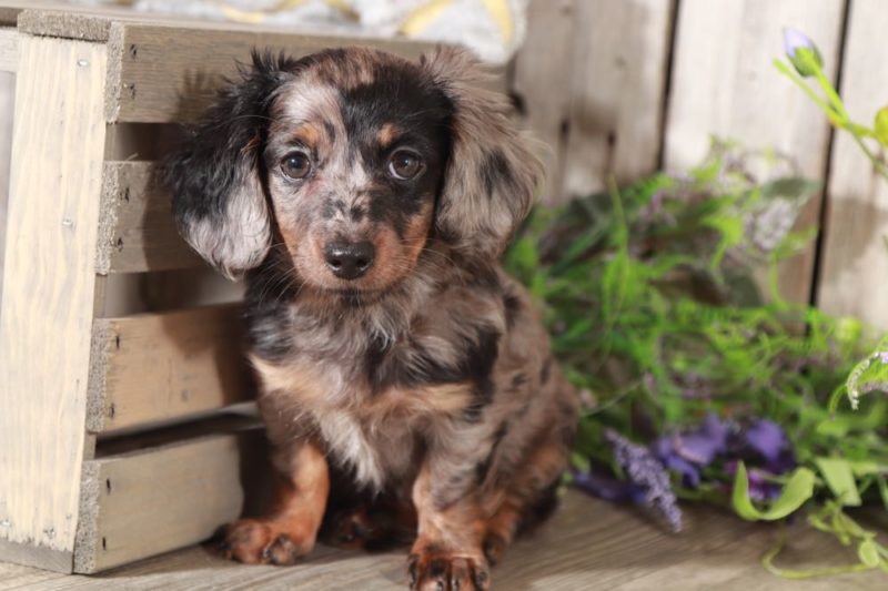 dapple doxie poo dapple doxie poo