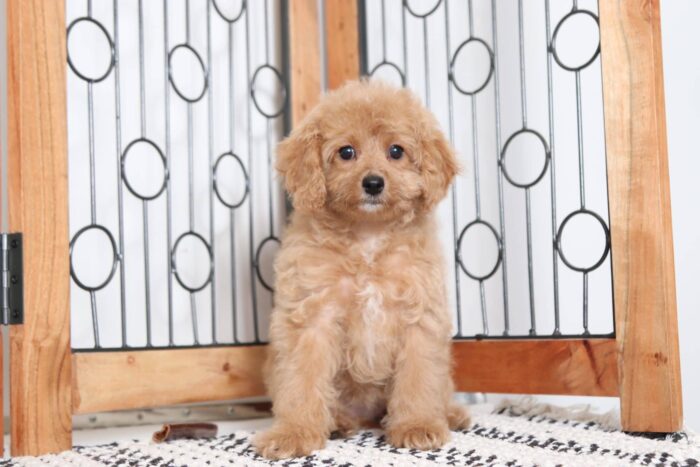 Rosie  - Beautiful Female Poochon Puppy - Image 4