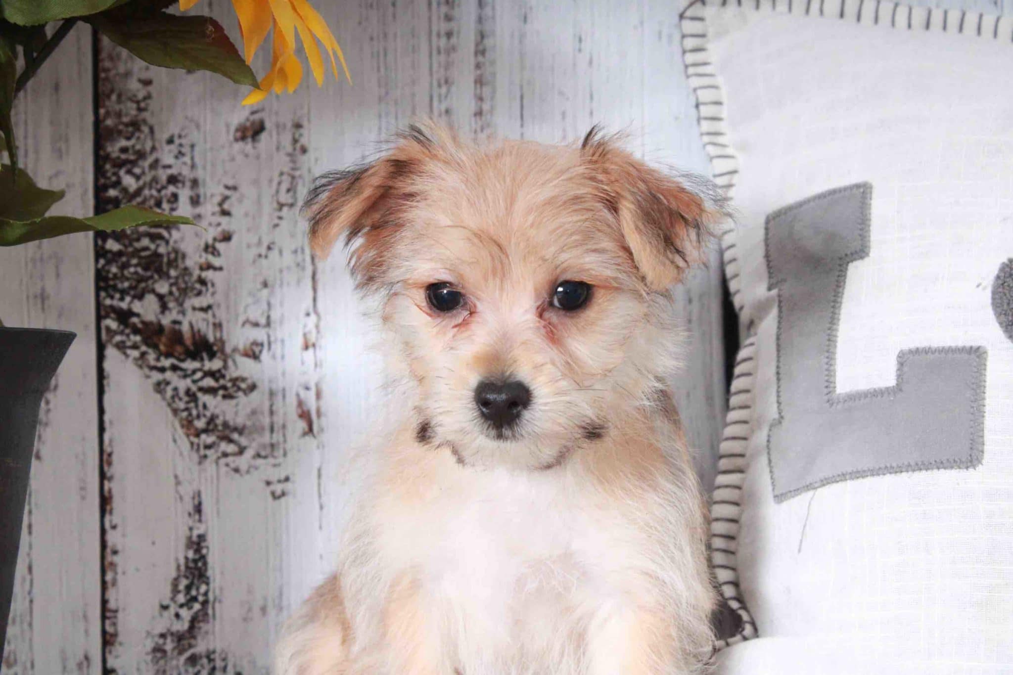 Ross- Curious Tan and Female Morkie Puppy