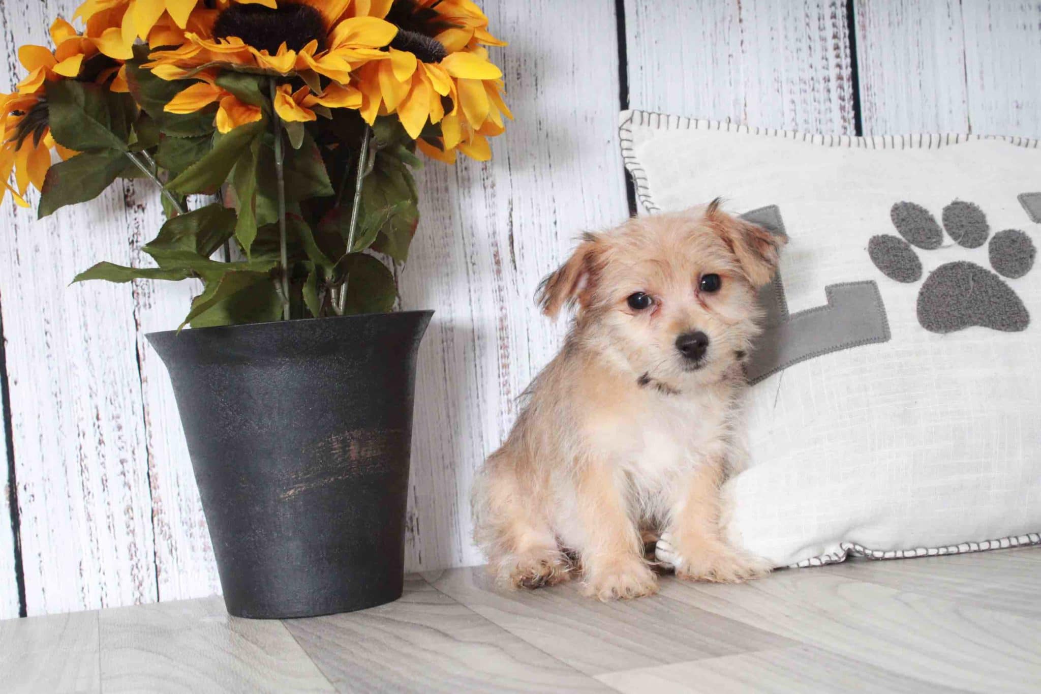 Ross- Curious Tan and Female Morkie Puppy - Image 3