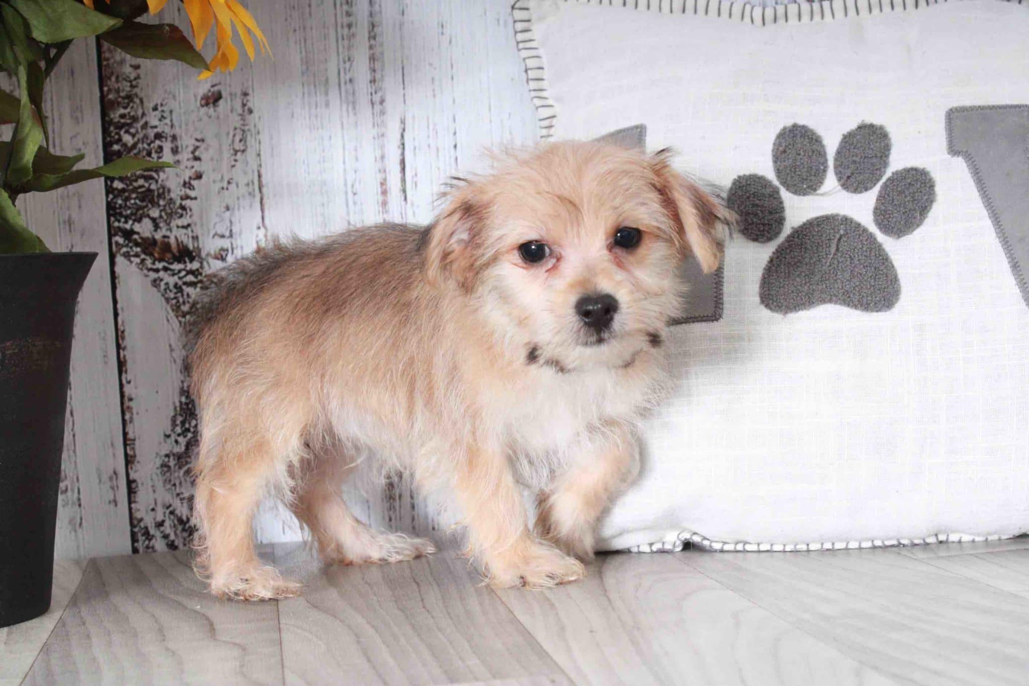Ross- Curious Tan and Female Morkie Puppy - Image 2