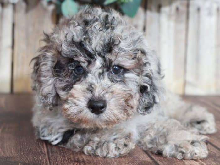 Rownan - Charming Blue Merle Toy Poodle - Image 4