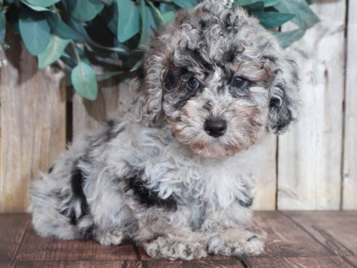 Rownan - Charming Blue Merle Toy Poodle