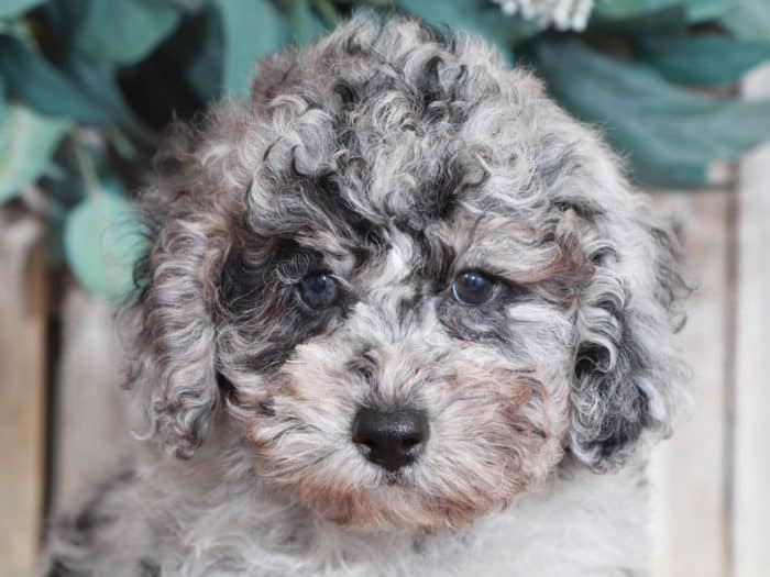 Rownan - Charming Blue Merle Toy Poodle - Image 2