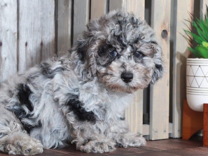 Rownan - Charming Blue Merle Toy Poodle - Image 3