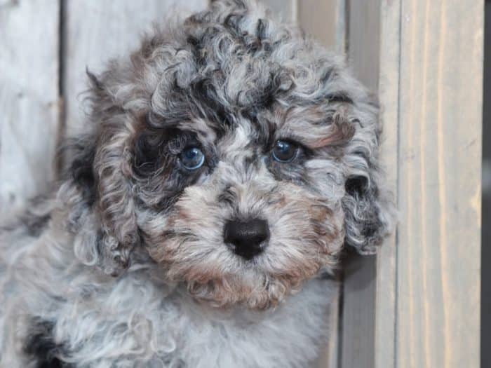 Rownan - Charming Blue Merle Toy Poodle - Image 5
