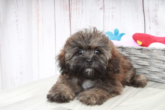 Roxie - Happy Female Shih-Poo Puppy