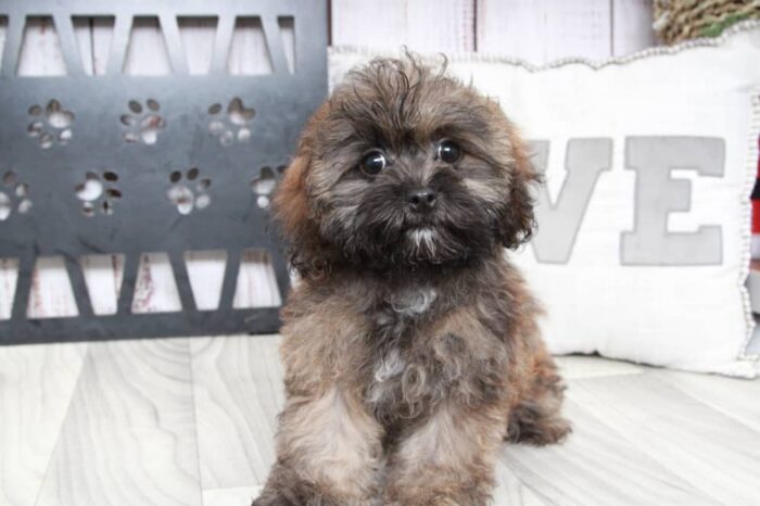 Roxie - Happy Female Shih-Poo Puppy - Image 2