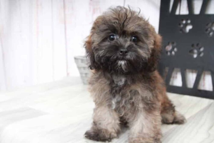 Roxie - Happy Female Shih-Poo Puppy - Image 5