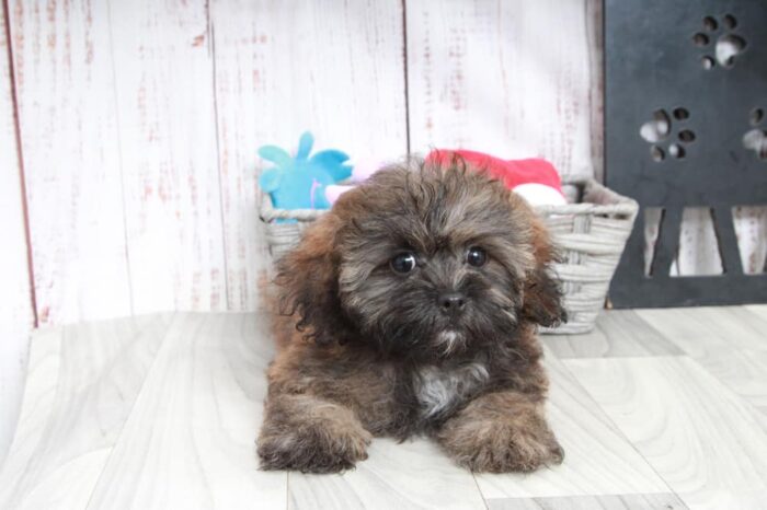 Roxie - Happy Female Shih-Poo Puppy - Image 4