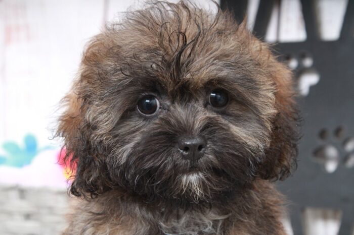 Roxie - Happy Female Shih-Poo Puppy - Image 3