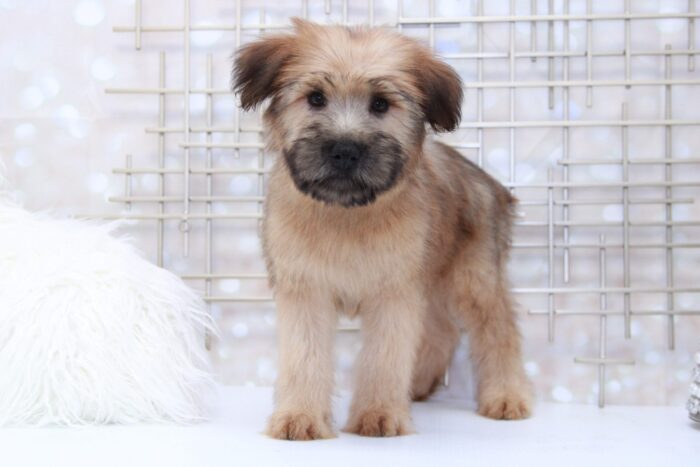 Roxy- Sassy Female AKC Wheaten Terrier Puppy