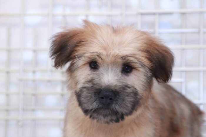 Roxy- Sassy Female AKC Wheaten Terrier Puppy - Image 3