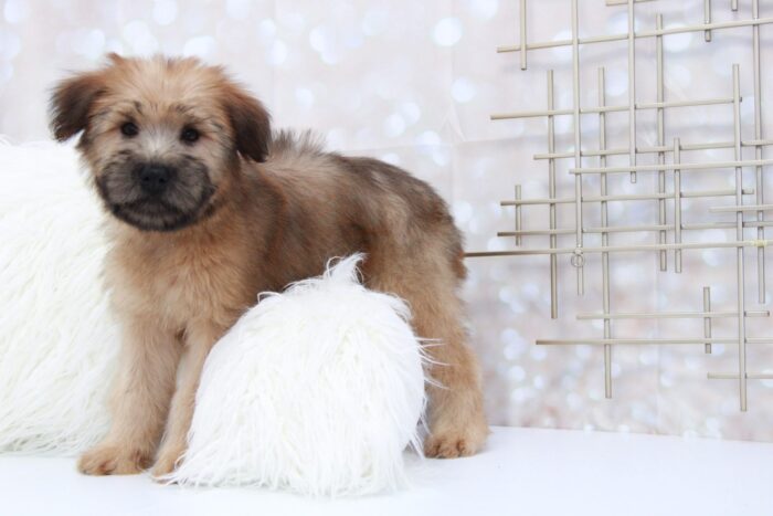 Roxy- Sassy Female AKC Wheaten Terrier Puppy - Image 4