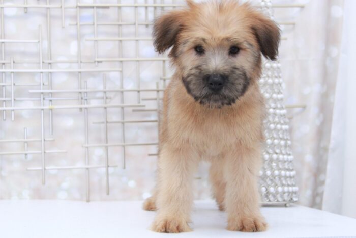 Roxy- Sassy Female AKC Wheaten Terrier Puppy - Image 5