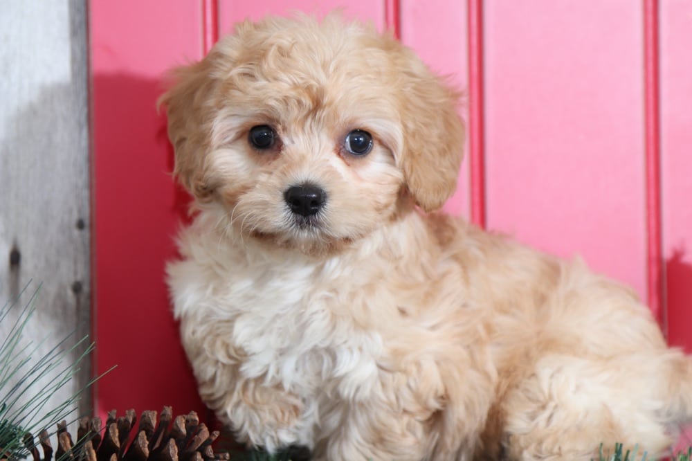 Ruby - Sweetheart Cavachon - Puppies Online