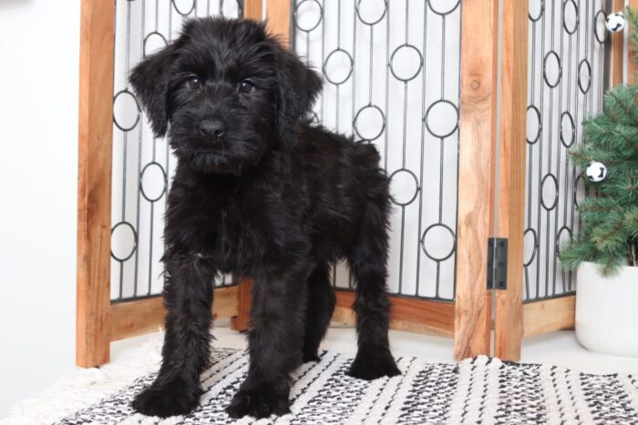 Rudolph - Amazing Male AKC Giant Schnauzer Puppy
