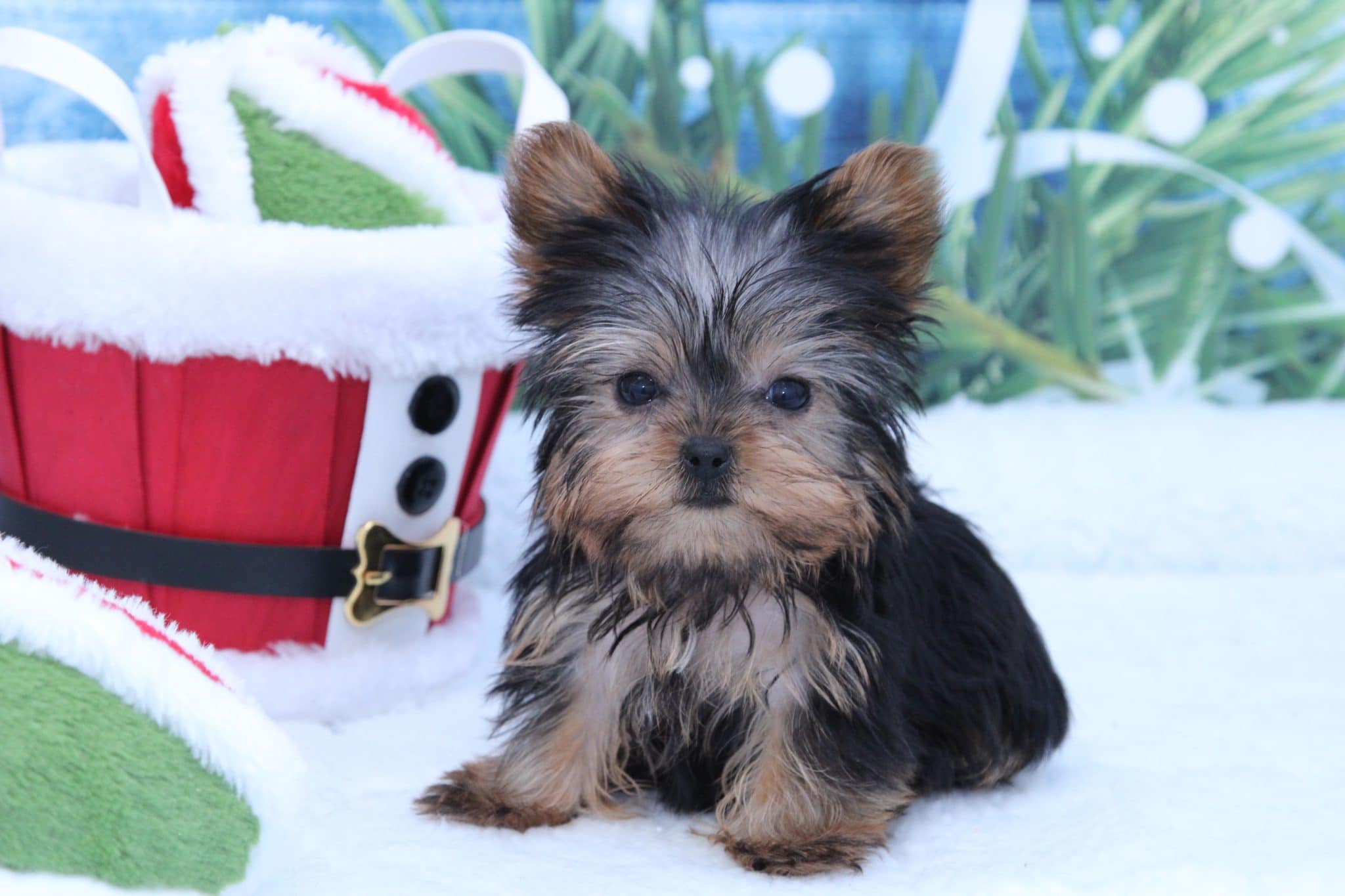 Rudy - Perfect Male Micro Teacup Yorkie Puppy - Image 3