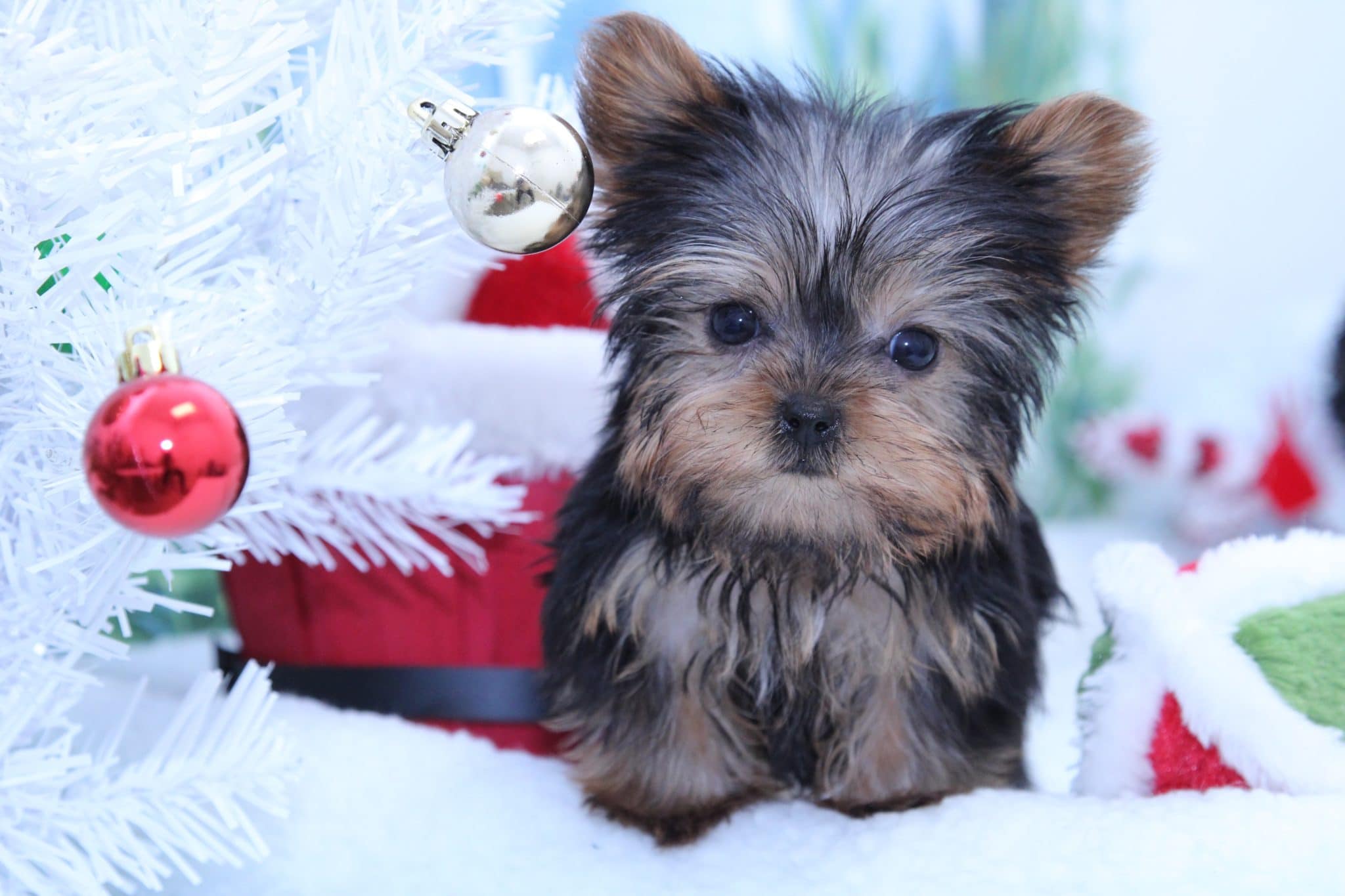 Rudy - Perfect Male Micro Teacup Yorkie Puppy - Image 5