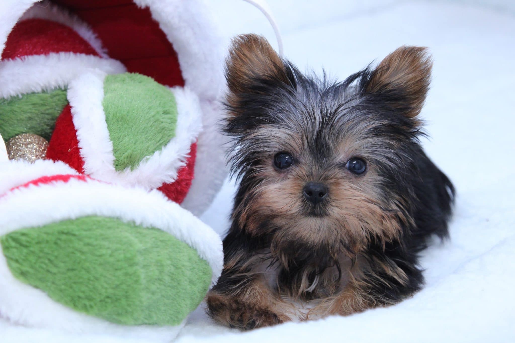 Rudy - Perfect Male Micro Teacup Yorkie Puppy - Image 6