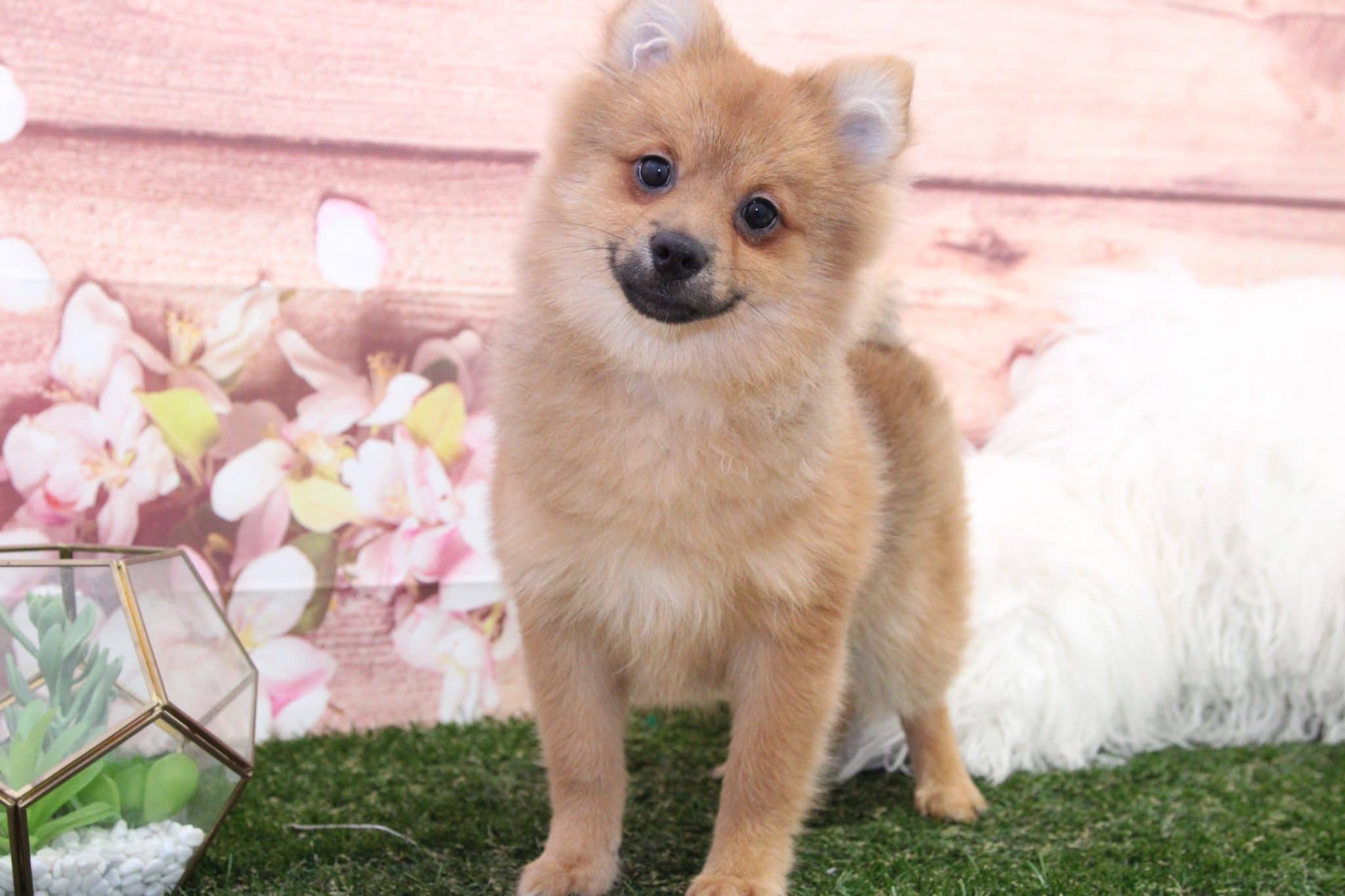 Rush- Lovable Little Male Pomeranian Puppy