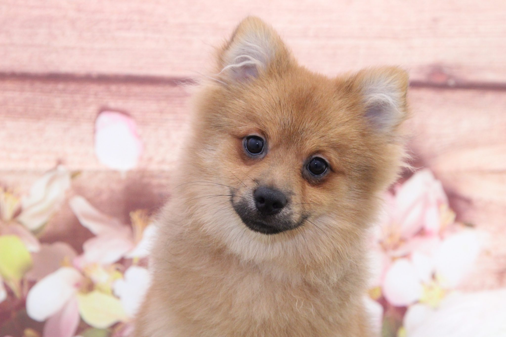 Rush- Lovable Little Male Pomeranian Puppy - Image 3