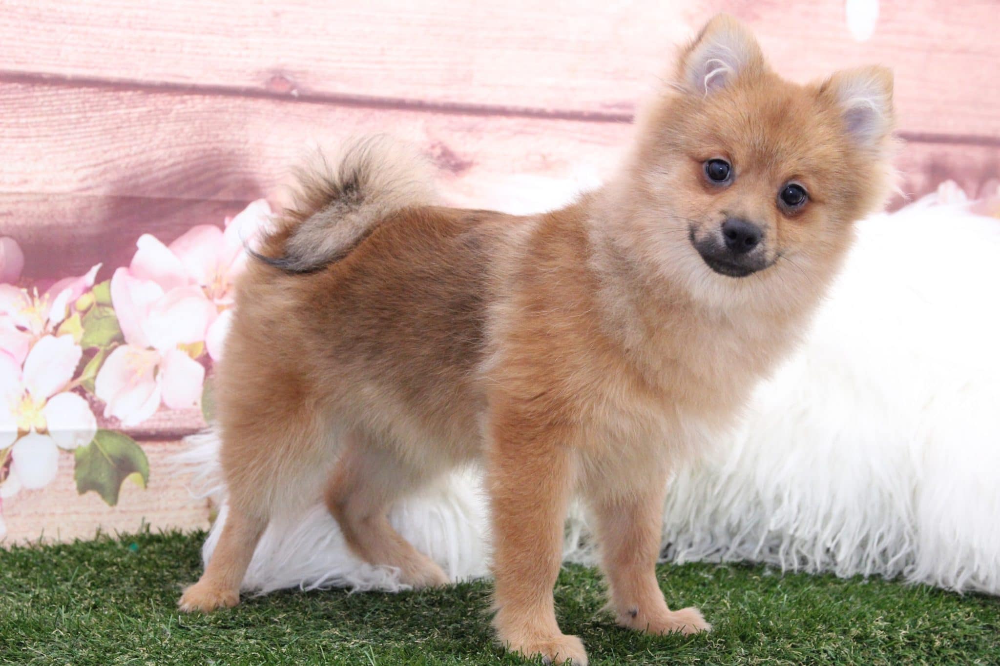 Rush- Lovable Little Male Pomeranian Puppy - Image 4