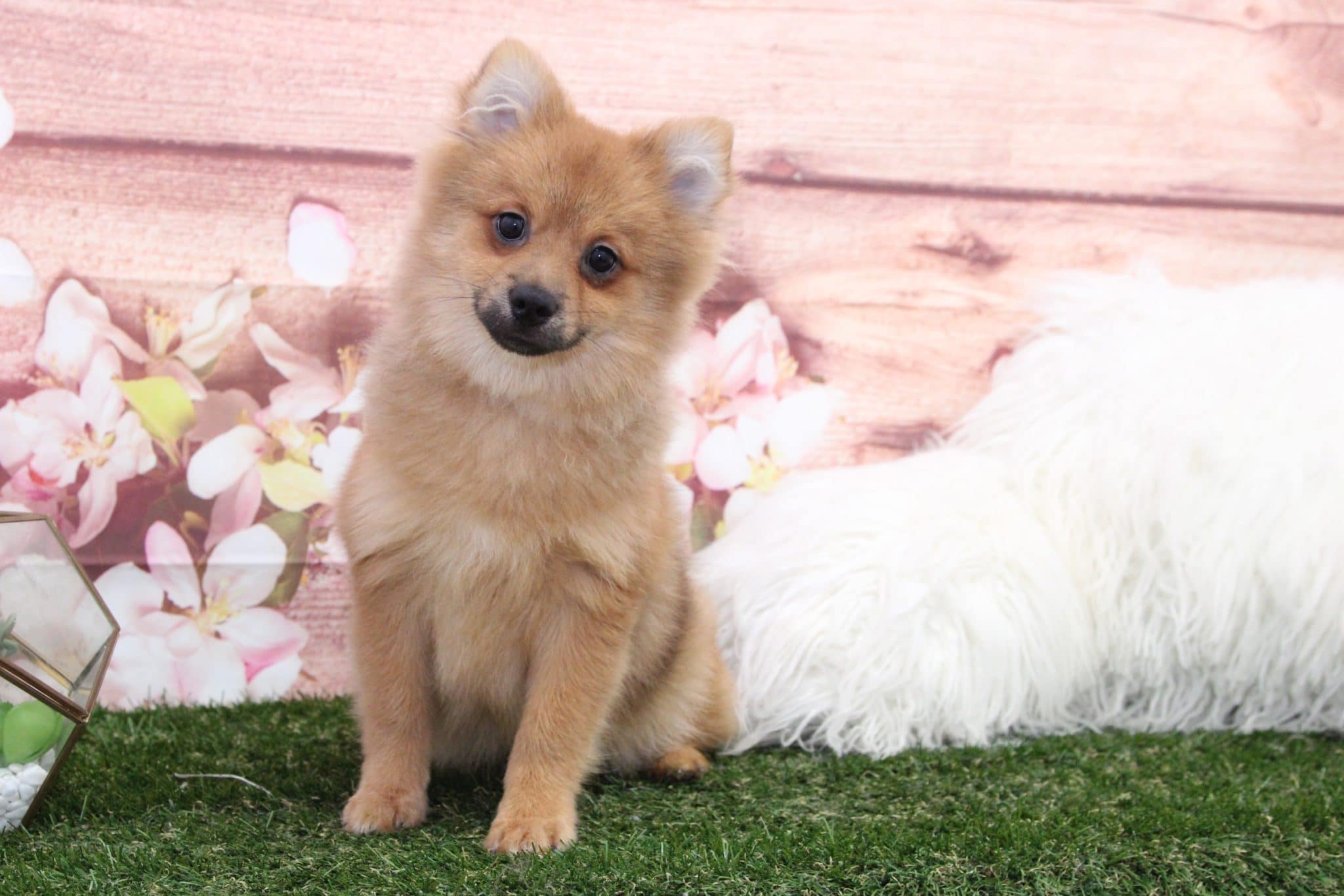 Rush- Lovable Little Male Pomeranian Puppy - Image 5