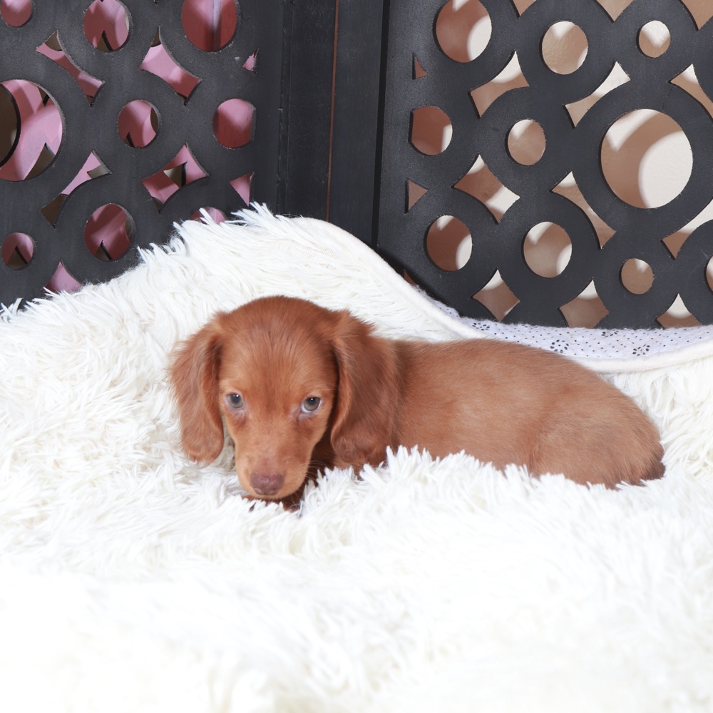 Rusty-Precious Chocolate Dachshund - Image 2