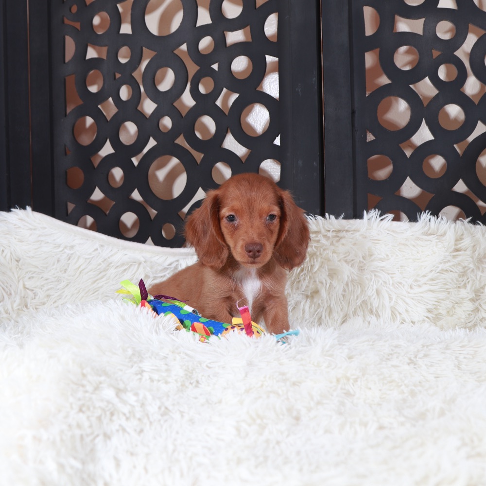 Rusty-Precious Chocolate Dachshund - Image 3