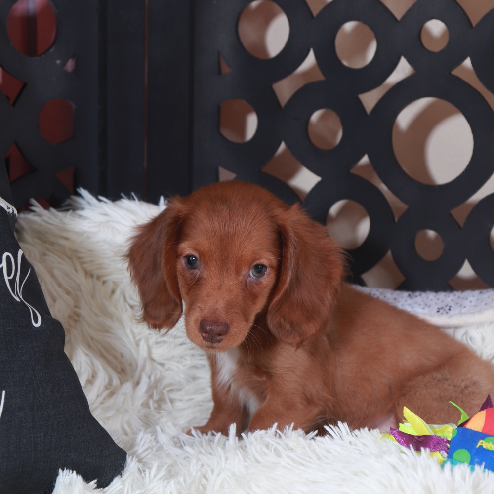 Rusty-Precious Chocolate Dachshund