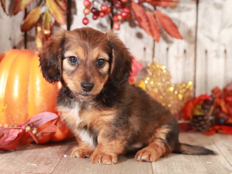 Are Mini Dachshunds Cuddly