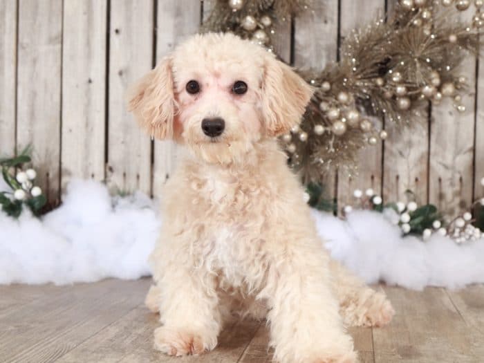 Ruth - Playful Female Poochon - Image 5