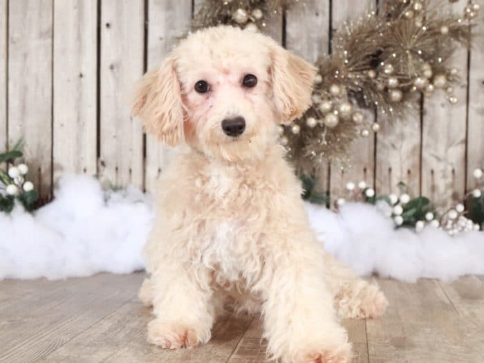 Ruth - Playful Female Poochon