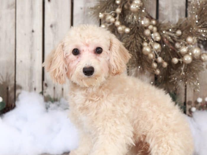Ruth - Playful Female Poochon - Image 4
