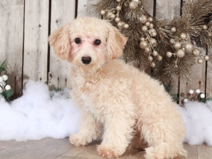 Ruth - Playful Female Poochon - Image 3