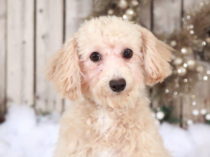 Ruth - Playful Female Poochon - Image 2