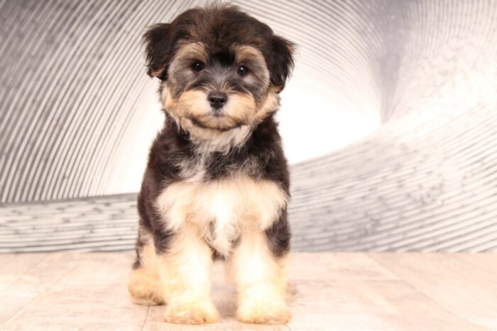 Sarge - Impressive Little Male Yochon Puppy - Image 2