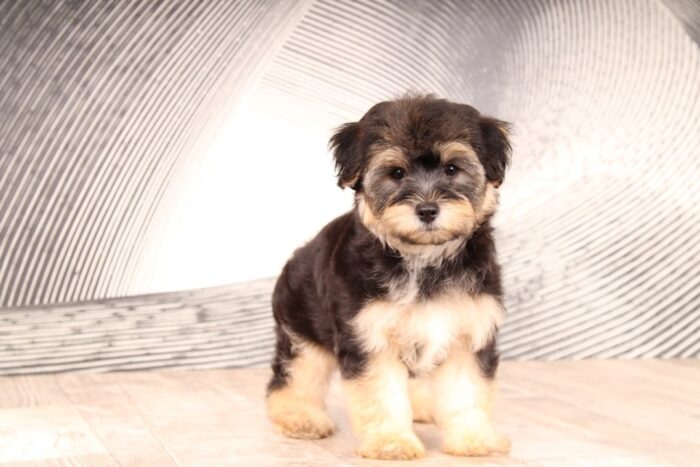 Sarge - Impressive Little Male Yochon Puppy - Image 4