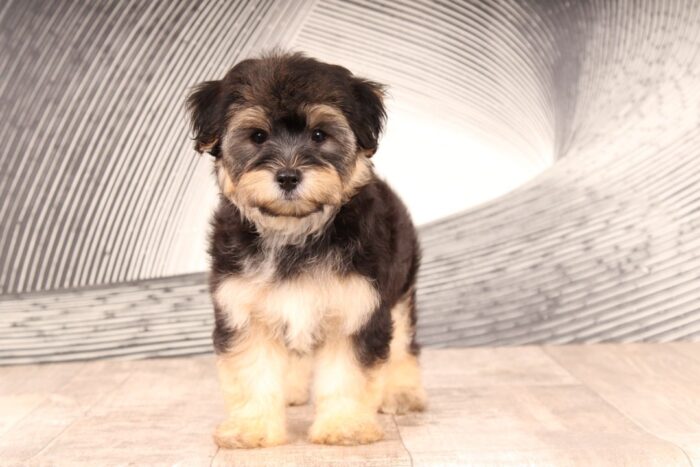 Sarge - Impressive Little Male Yochon Puppy - Image 3
