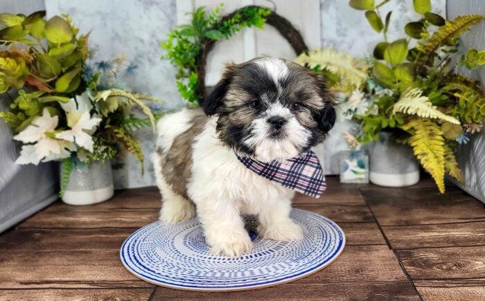 Bean - Dashing ACA Male Shih Tzu Puppy - Image 3