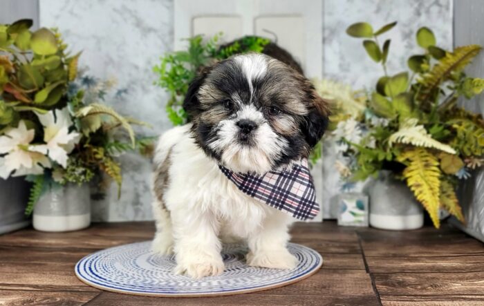 Bean - Dashing ACA Male Shih Tzu Puppy