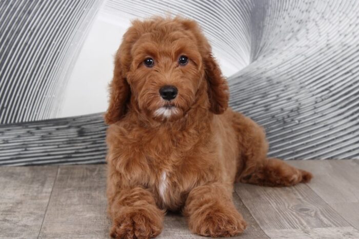 Sophie - Darling Little Female Goldendoodle Puppy