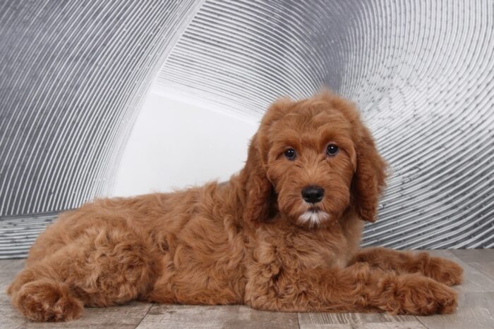 Sophie - Darling Little Female Goldendoodle Puppy - Image 2