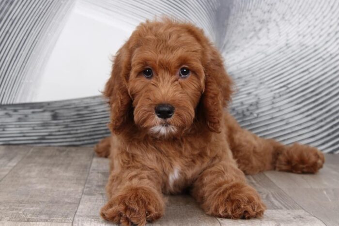 Sophie - Darling Little Female Goldendoodle Puppy - Image 3